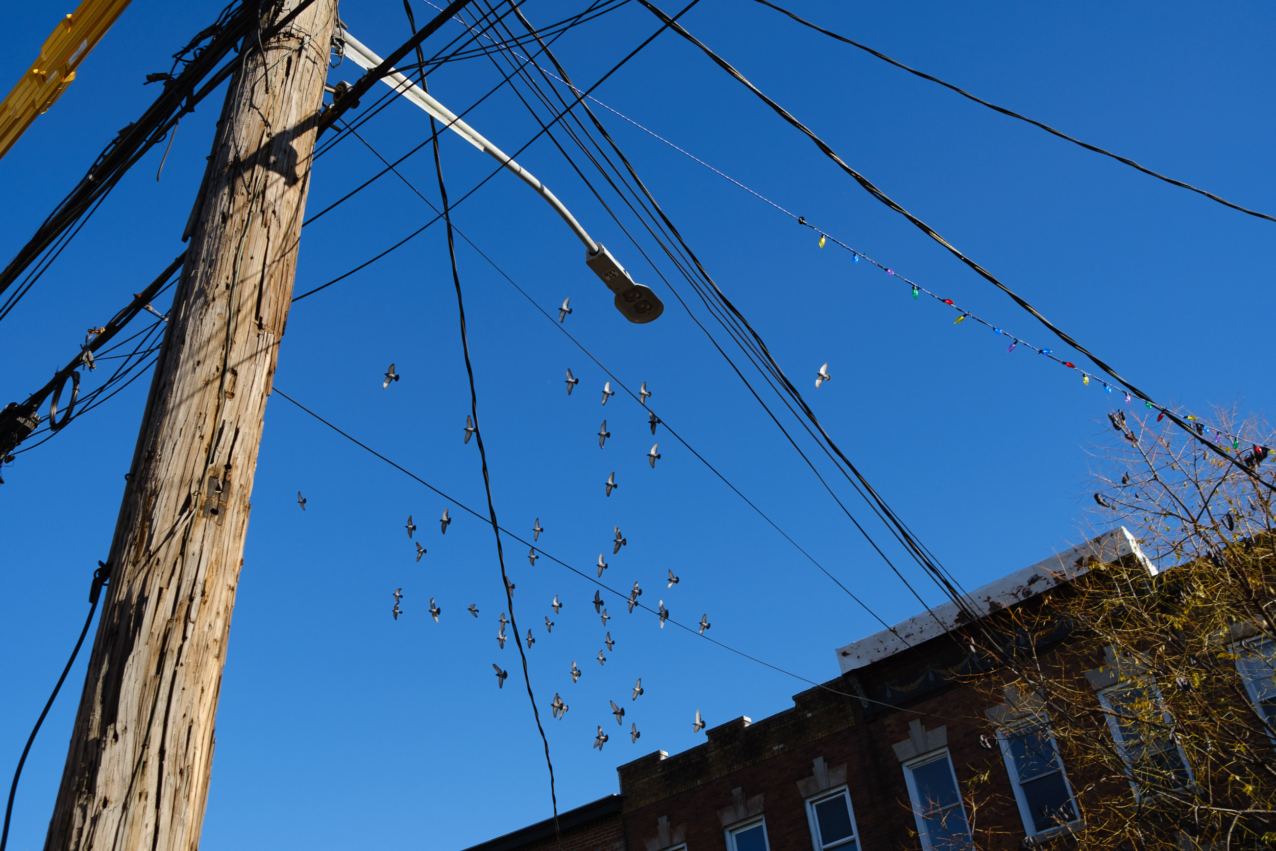 Red Hook Telephone Pole Wires with Birds Pigeon Brooklyn New York